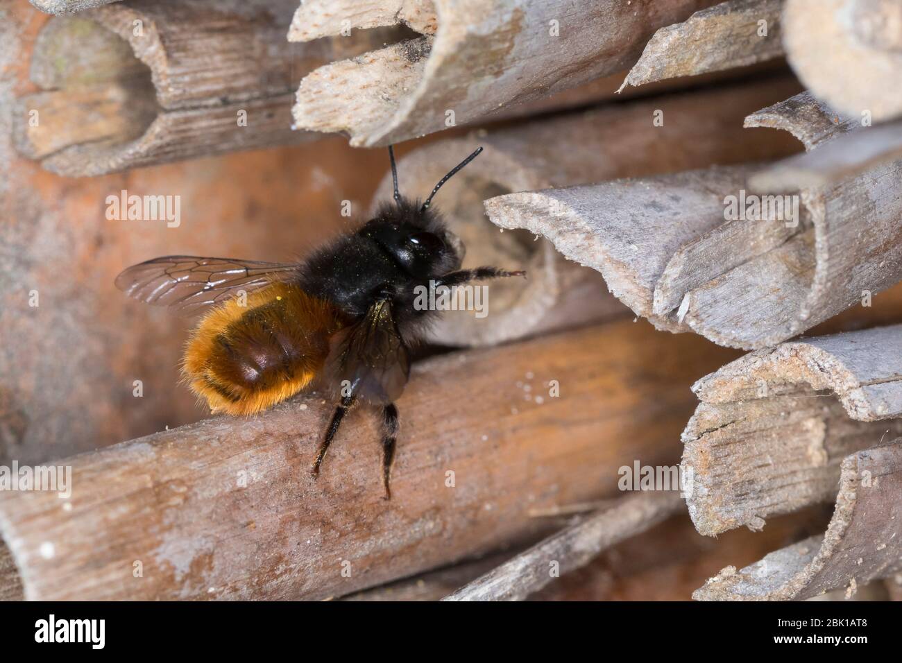 Gehörnte Mauerbiene, Weibchen am Nest, Neströhre, Niströhren, Niströhrchen, Wildbienen-Nisthilfe, Wildbienennisthilfe, Osmia cornuta, European Orchard Stockfoto