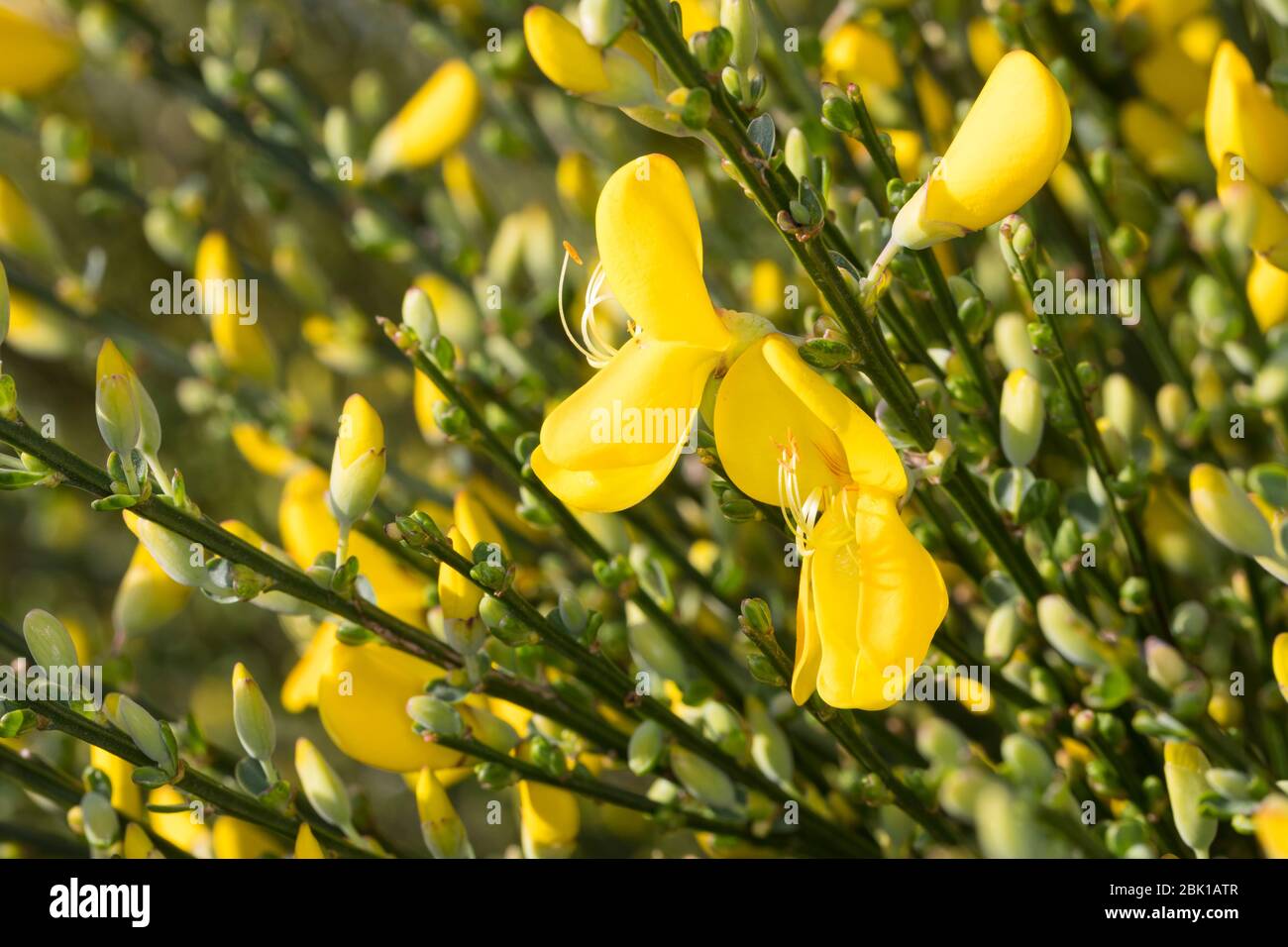 Besenginster, Besen-Ginster, Besenpfriem, Ginster, Cytisus scoparius, Sarathamnus scoparius, Gemeiner Besen, Besen, Genêt à balais Stockfoto