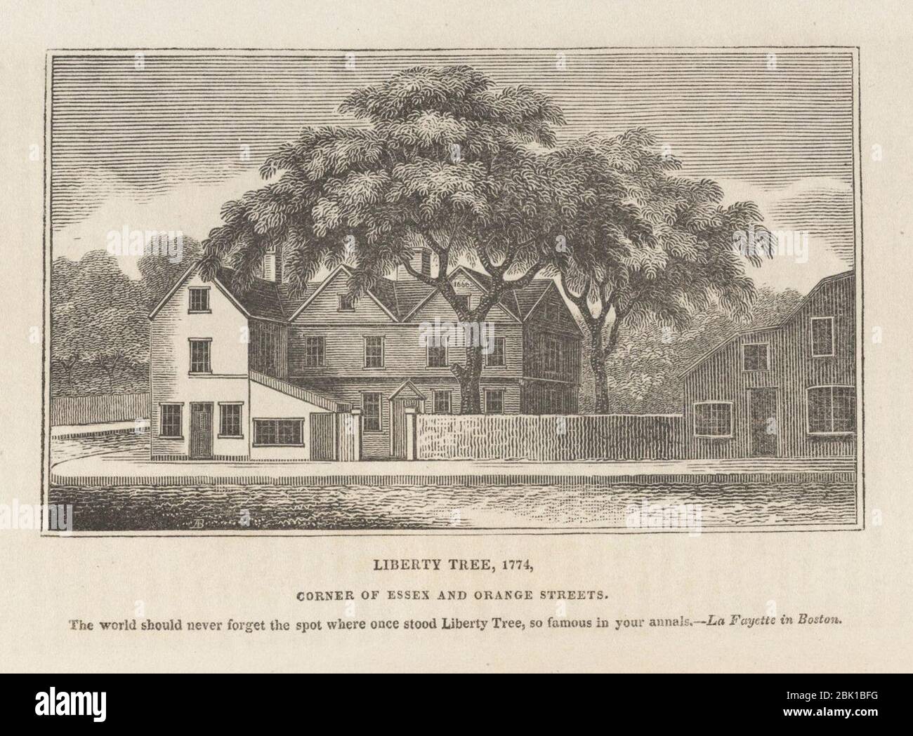Houghton AC8 Sn612 825h - Liberty Tree. Stockfoto