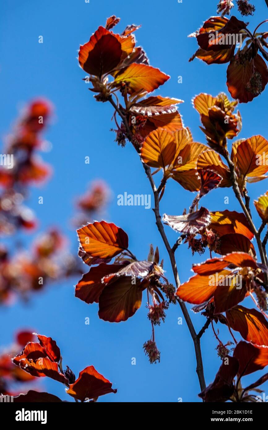 Europäische Buche Fagus sylvatica 'Atropurpurea' rotes Laub Stockfoto