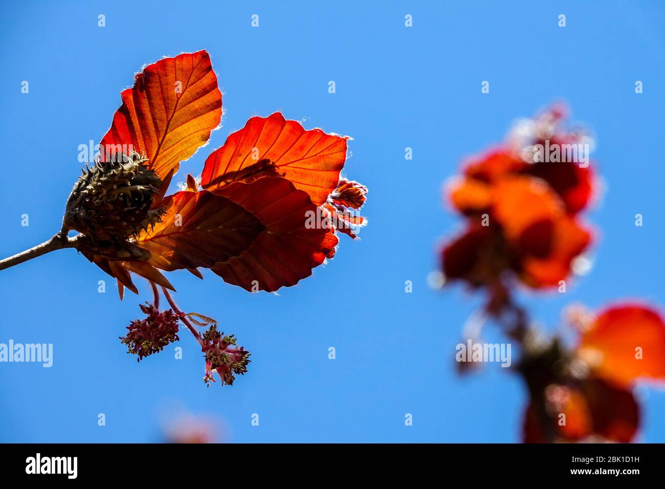 Europäische Buche Fagus sylvatica „Atropurpurea“ blüht Sonnenblumen Stockfoto