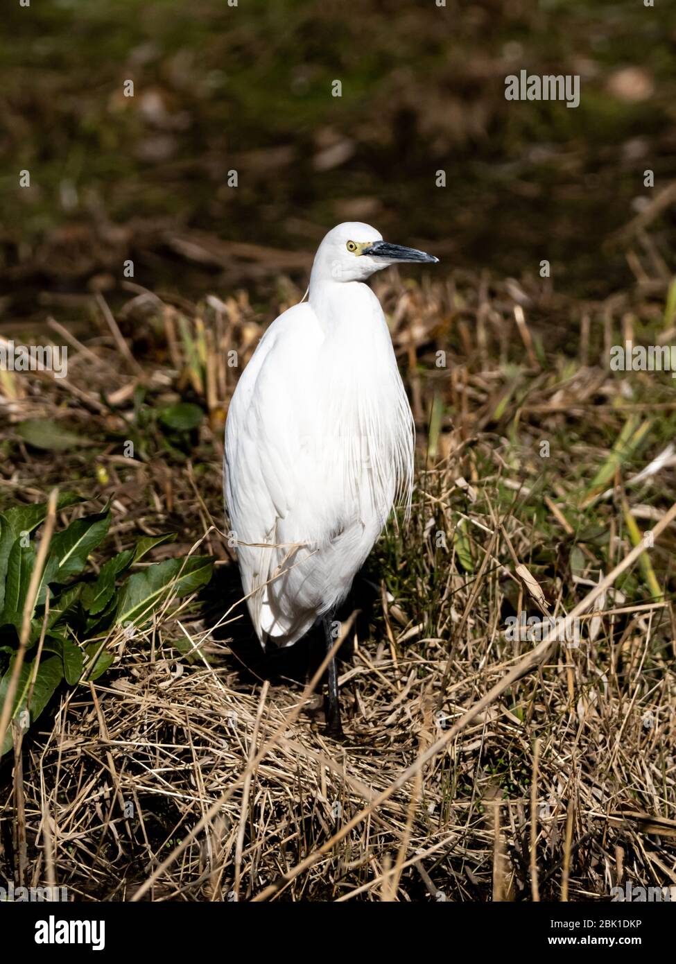 Ein weißer Reiher, Egretta garzetta, steht am Ufer neben einem kleinen