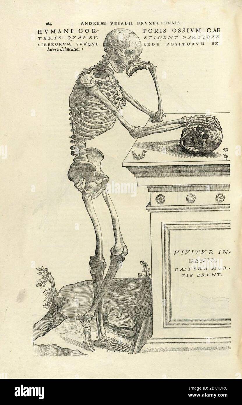 Houghton Typ 565.43.868 - De humani corporis fabrica, 164. Stockfoto