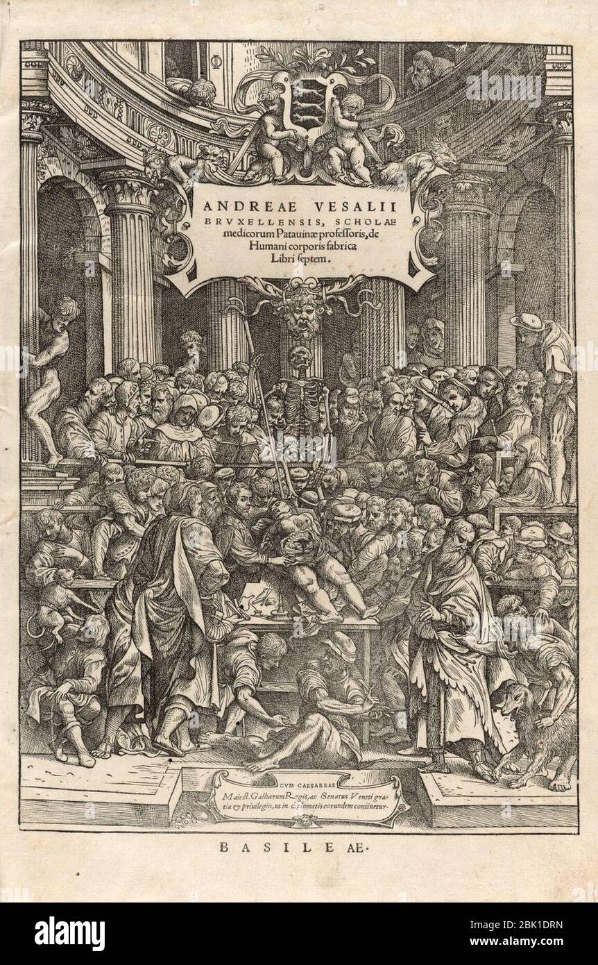 Houghton Typ 565.43.868 - De humani corporis fabrica. Stockfoto