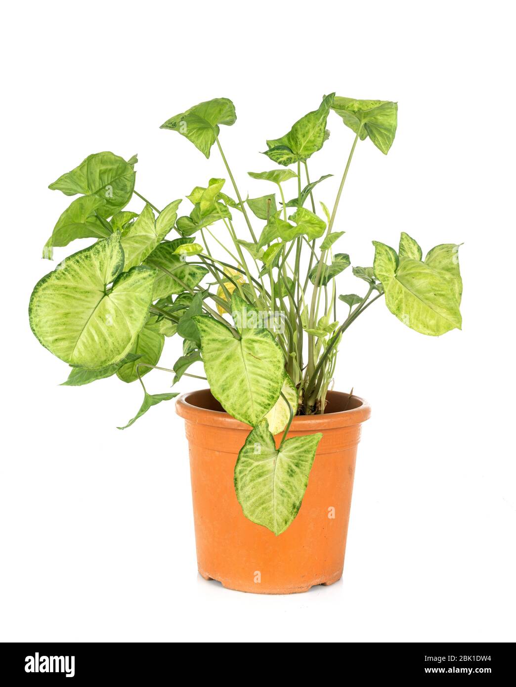 Syngonium podophyllum vor weißem Hintergrund Stockfoto