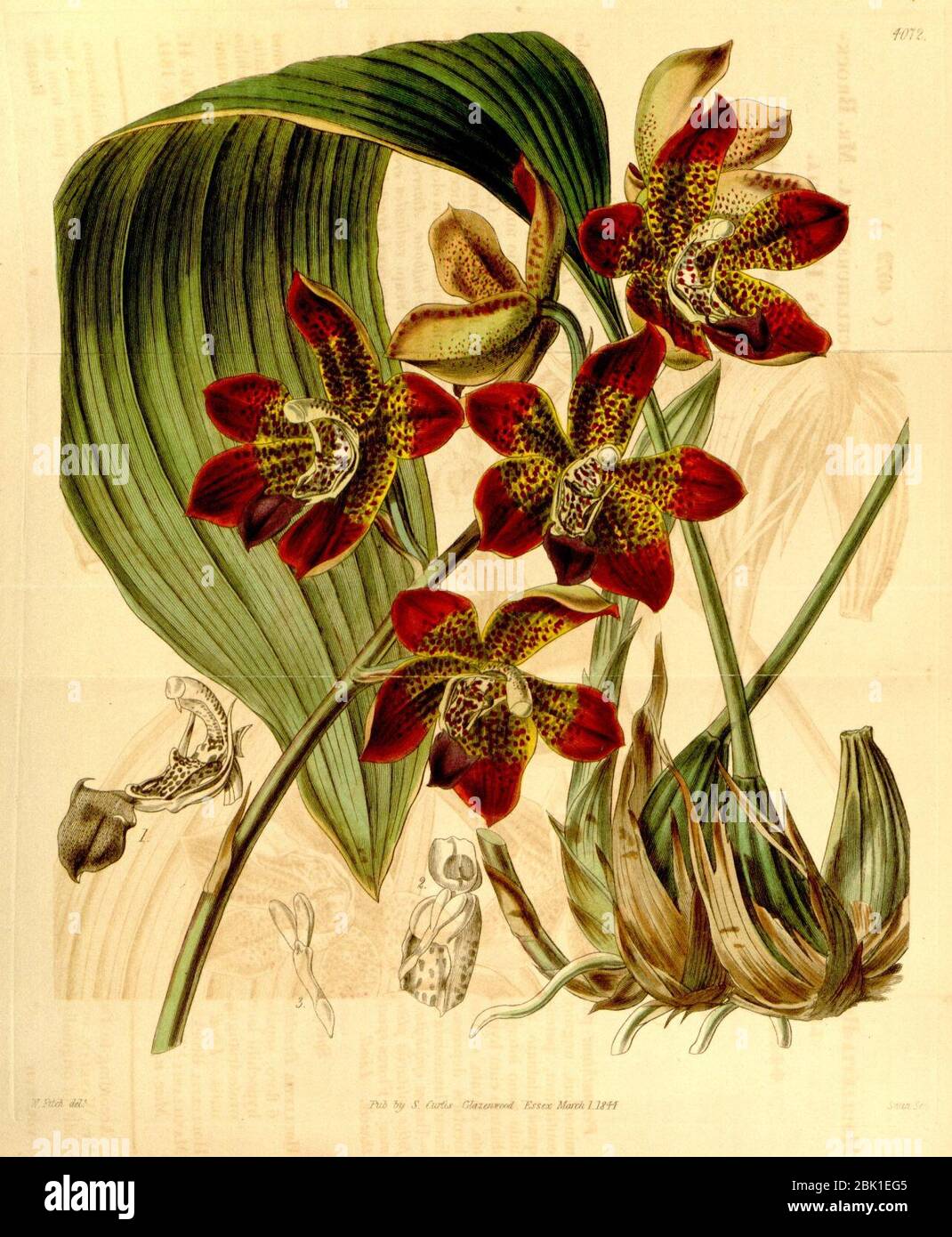 Houlletia brocklehurstiana-Curtis 70-4072 (1844). Stockfoto