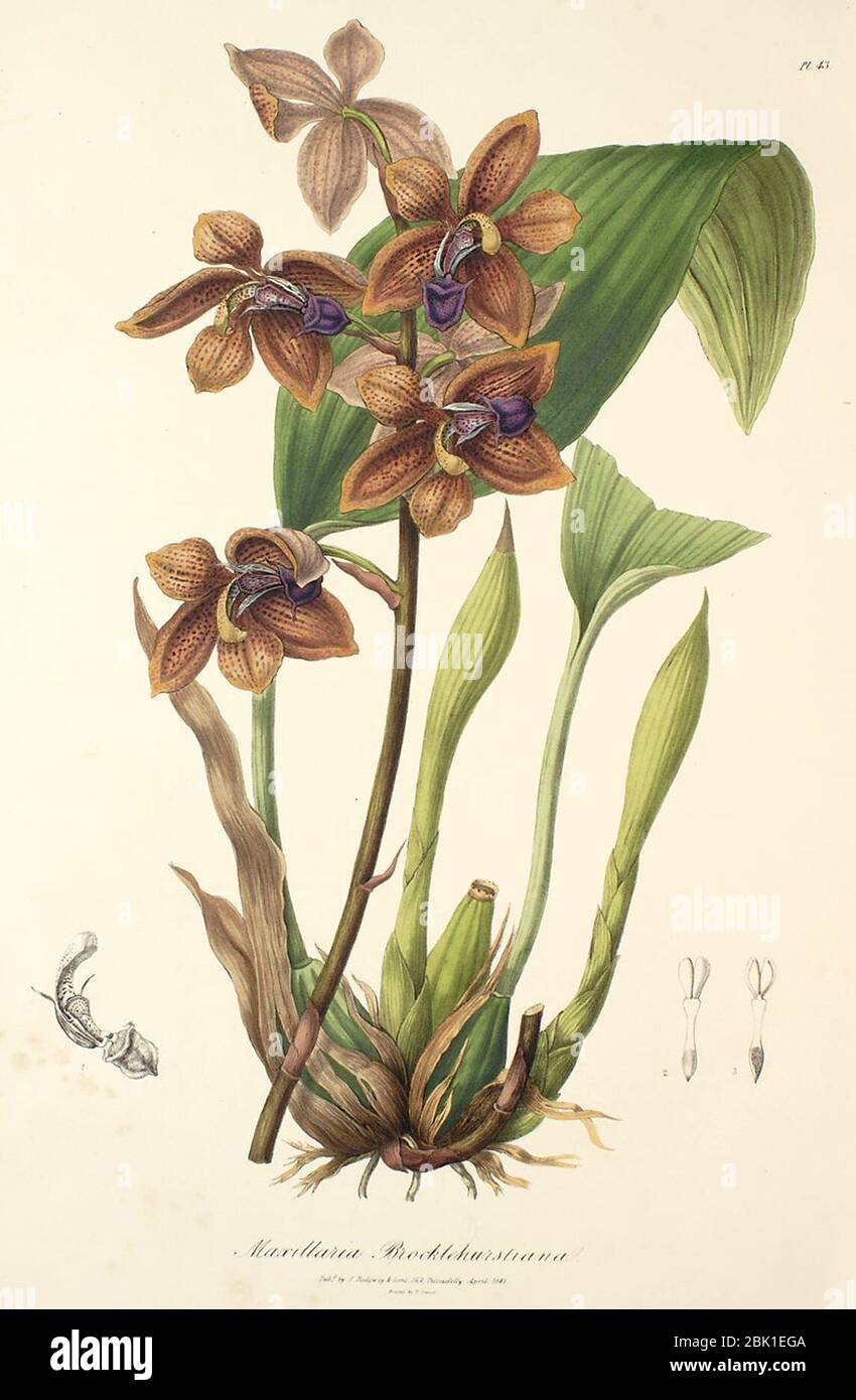 Houlletia brocklehurstiana (als Maxillaria brocklehurstiana) - Sertum - Lindley pl. 43 (1838). Stockfoto