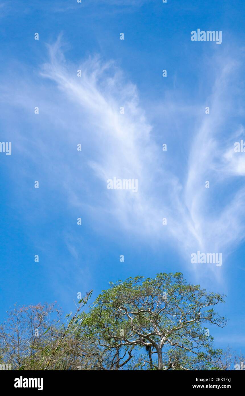 Blauer Himmel haben Wolke in der Wintersaison, thai Land, haben Gefühl glücklich, und Silhouette Stil Stockfoto