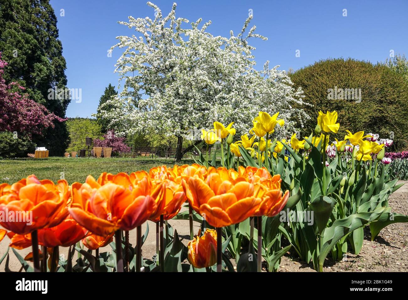 Prager Botanischer Garten Prager Tulpen im April Bett Troja Tschechische Republik Frühlingsblumen Grenzen botanická zahrada Stockfoto