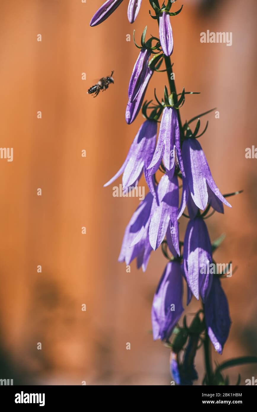 Im Garten und der fliegenden Biene wachsen Buschblumen aus blauvioletten Glockenblumen. Imkerei, Imkerei Selektive Makroaufnahme mit flachem DOF Stockfoto