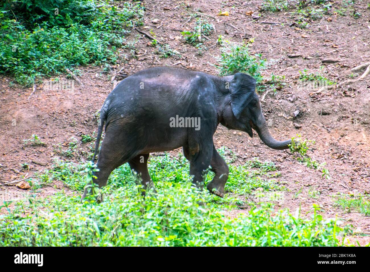Touristen, die in den Eingang des kottoor kappukadu Elefant Rehabilitationszentrum, kottoor, Thiruvananthapuram, Kerala, Indien, PRADEEP SUBRAMANIAN Stockfoto