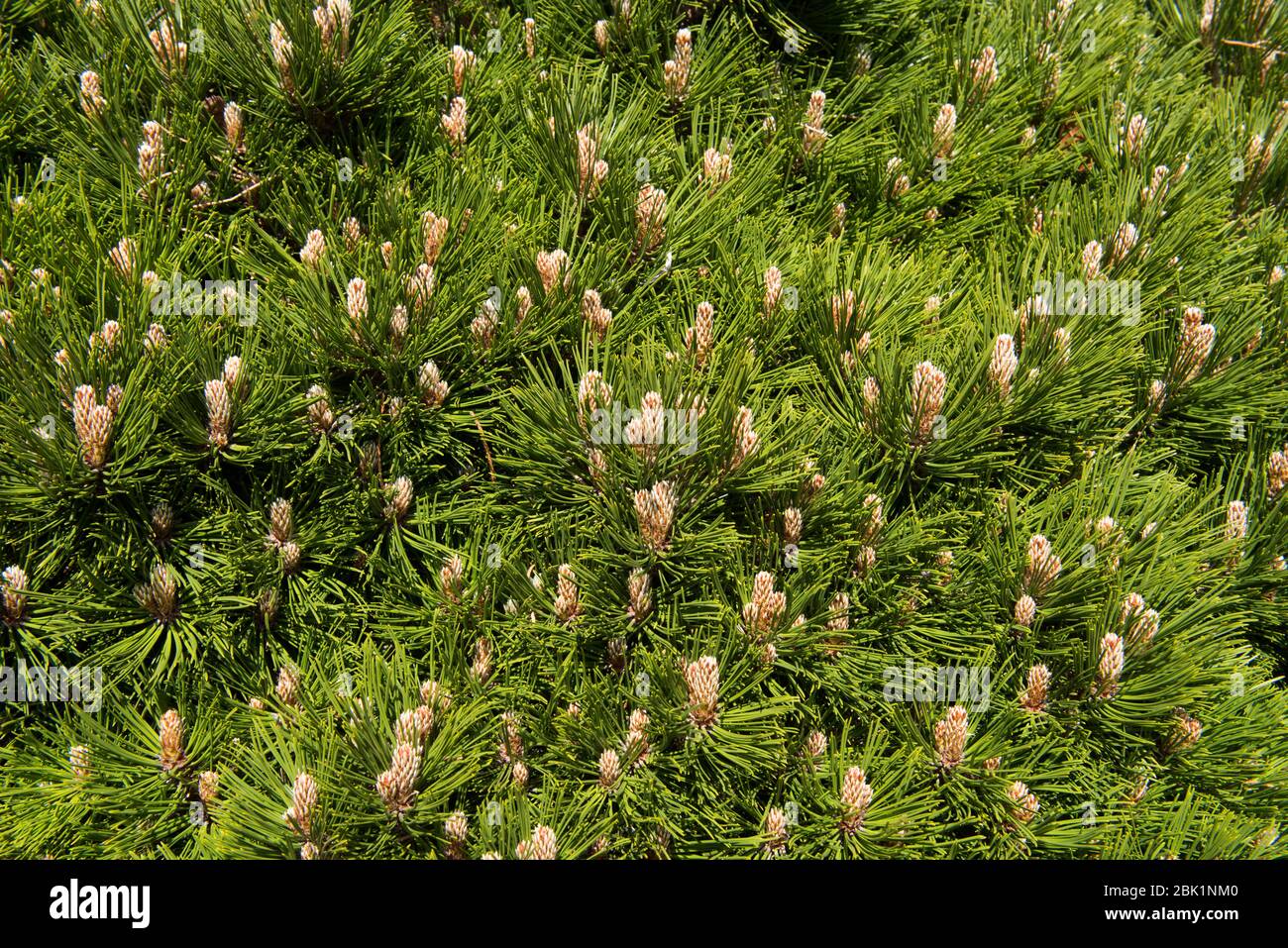 Frühlingslaub einer Zwergkiefer (Pinus mugo 'Humpy') in einem Garten im ländlichen Devon, England, Großbritannien Stockfoto