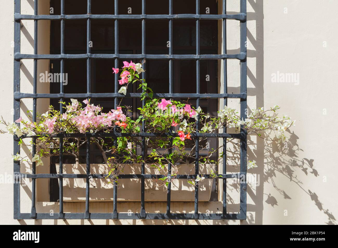 Bunte Blumen mit Balken bedeckt wachsen auf einer Fensterbank. Hintergrund Fototextur Stockfoto