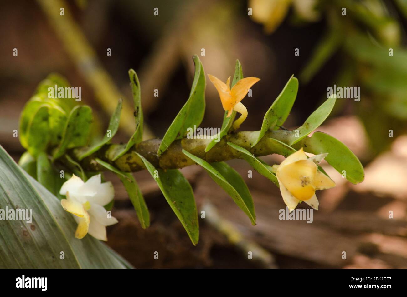 Dendrobium ellipsophyllum wächst bei warmen bis heißen Temperaturen mit vollem Sonnenlicht. Wachsen Sie in einer gut Drain Mischung von sphagnum Moos oder mittlerer Tannenrinde.Found i Stockfoto