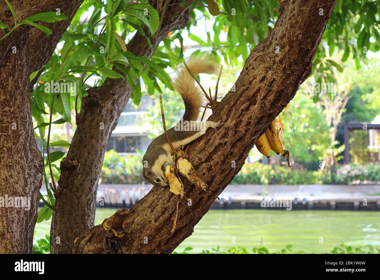Braunes Eichhörnchen essen Bananen einige Leute auf dem Baum gelassen Stockfoto