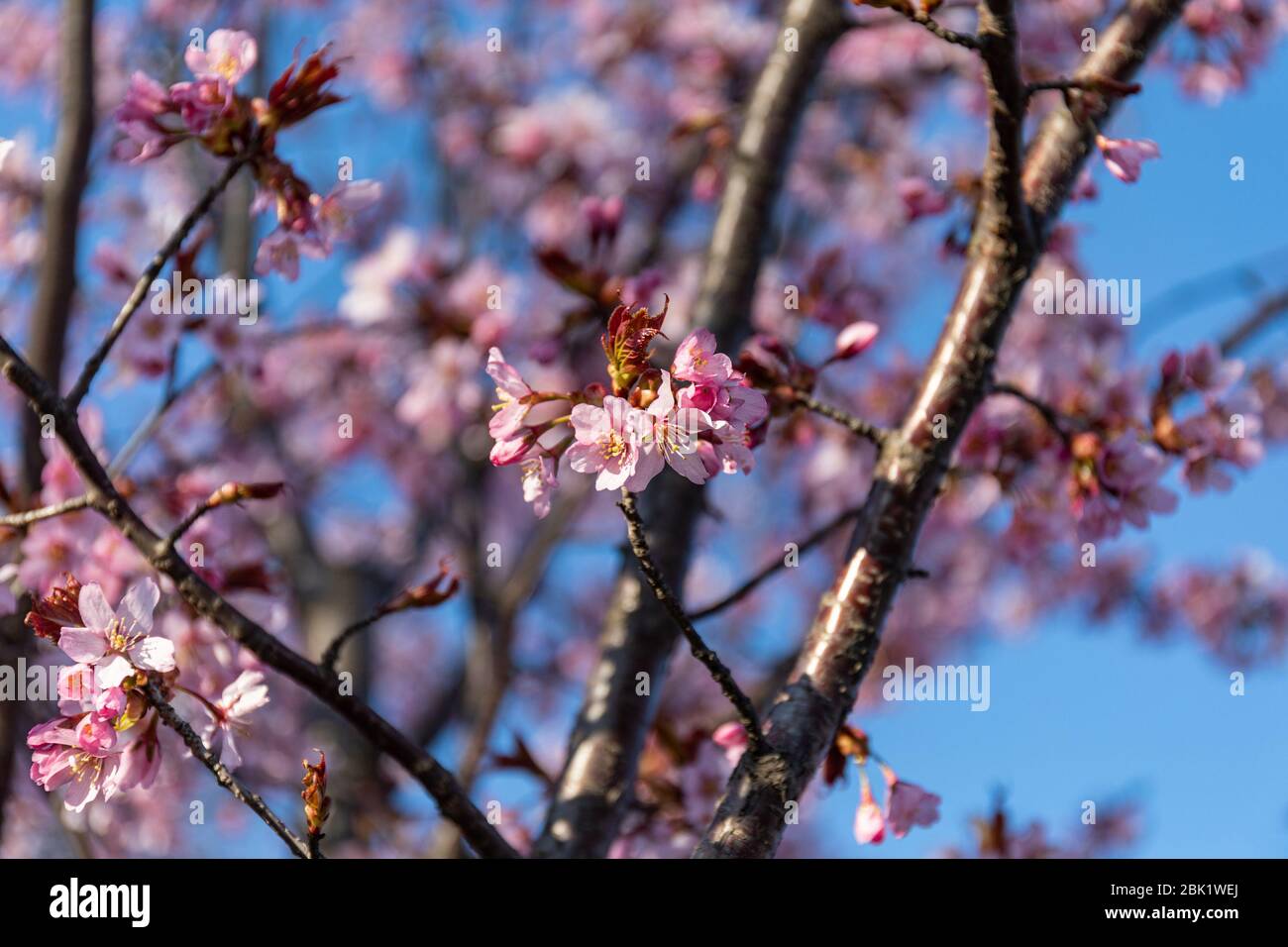 Nahaufnahme von rosa Kirschblüten vor blauem Himmel. Selektiver Fokus. Stockfoto