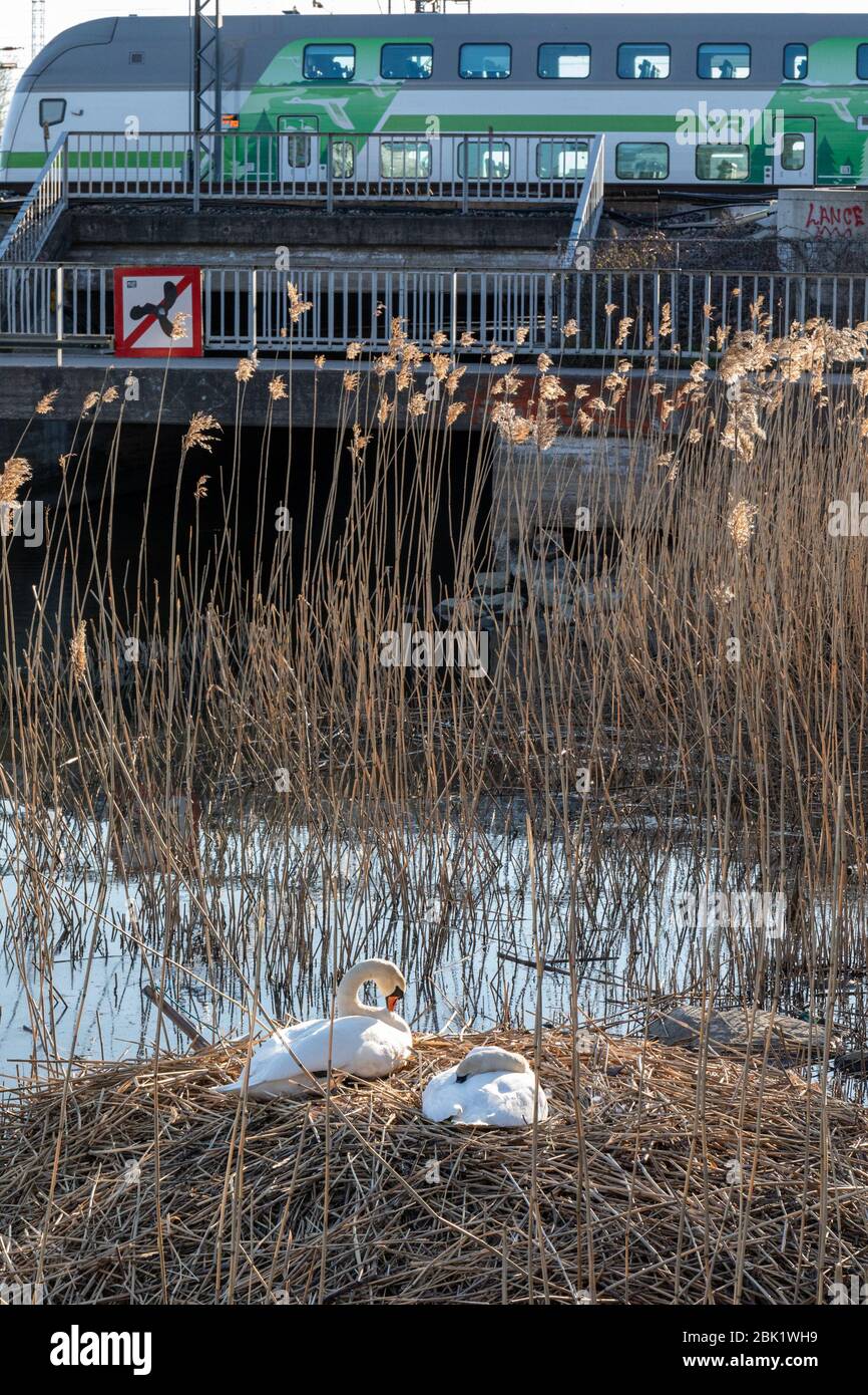 Die Stadt-Schwäne (Cygnus olor), die neben der Eisenbahnbrücke brüten, störte nicht die vorbeifahrenden Züge und Menschen im Tokoinranta Park von Helsinki, Finnland Stockfoto