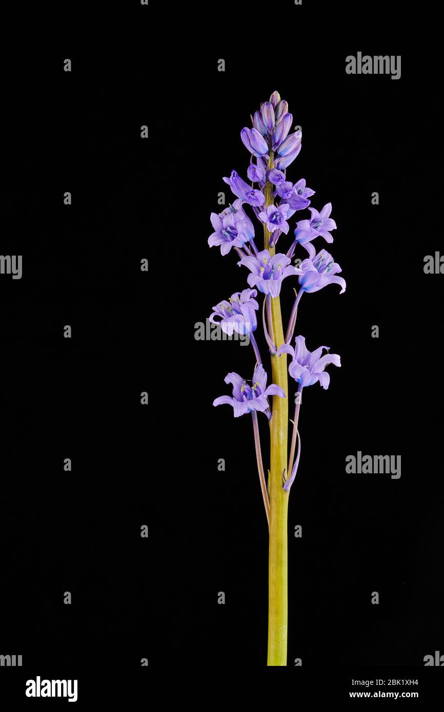 Solitärer Bluebell-Stiel mit mehreren violetten blauen Blüten, die an schlanken Stielen aufblühen. Stockfoto