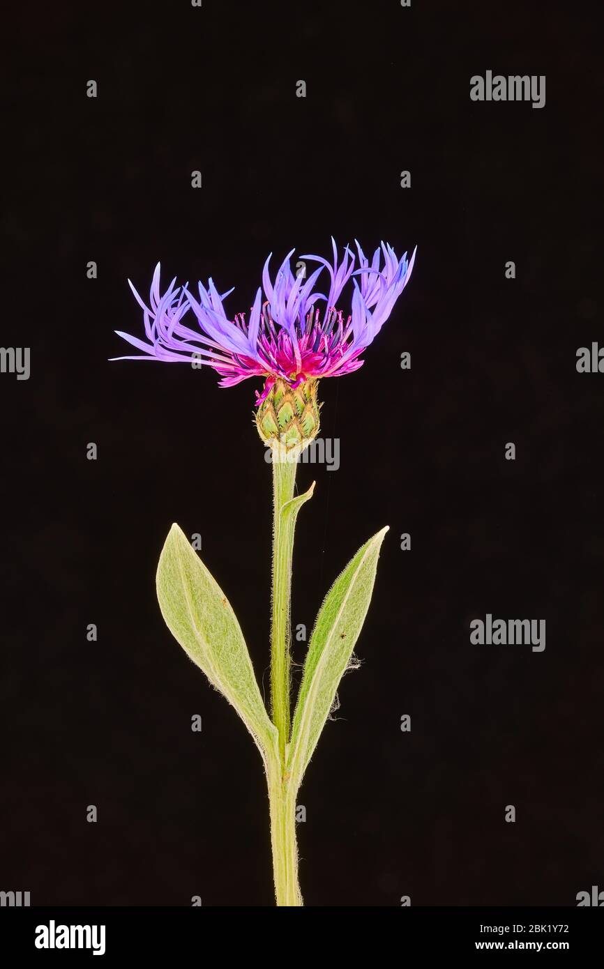 Viivid violett gefärbt und zart stachelige Blume auf einem schlanken grünen Stiel. Stockfoto