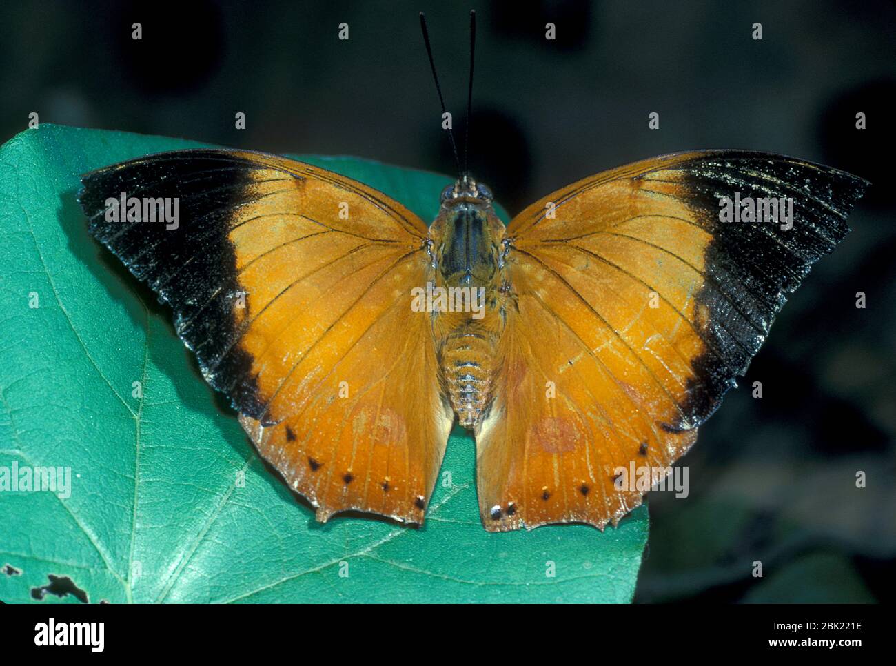Tawny Rajah Butterfly, Charaxes bernardus phlegontis, Asia, Charaxinae Gruppe der Pinselfüßler Schmetterlinge Familie, Flügel offen auf Blatt Stockfoto