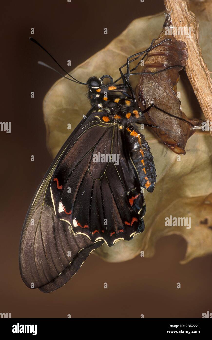 Goldrand Schwalbenschwanz Schmetterling, Battus polydama, Schlüpfen aus Puppengehäuse, trocknende Flügel, schwanzloser Schwalbenschwanz Stockfoto