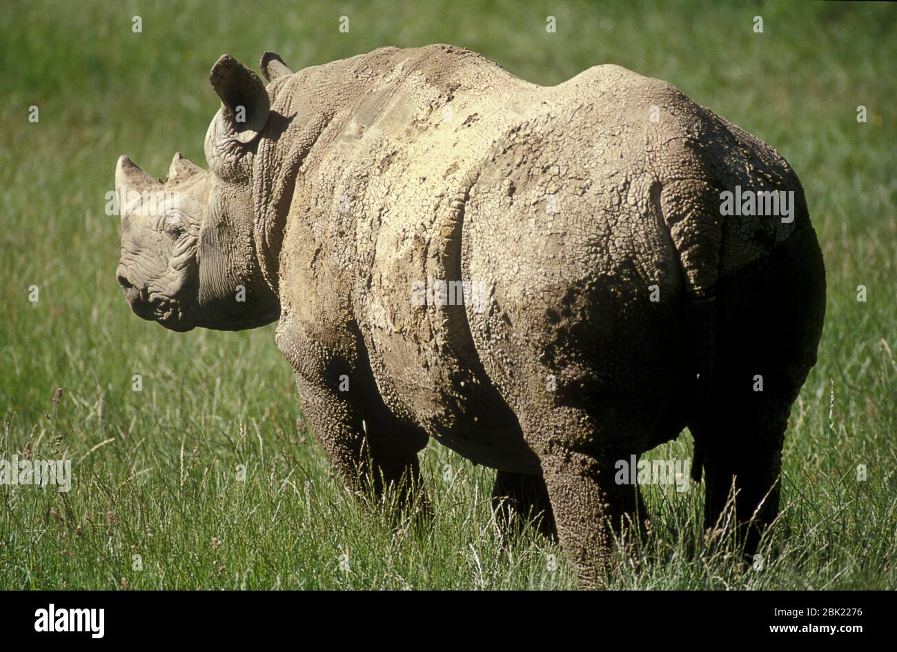 Schwarzes Nashorn, Hakenlipped Nashorn, Diceros bicornis, bedeckt mit Schlamm, gefangen, Afrika Stockfoto