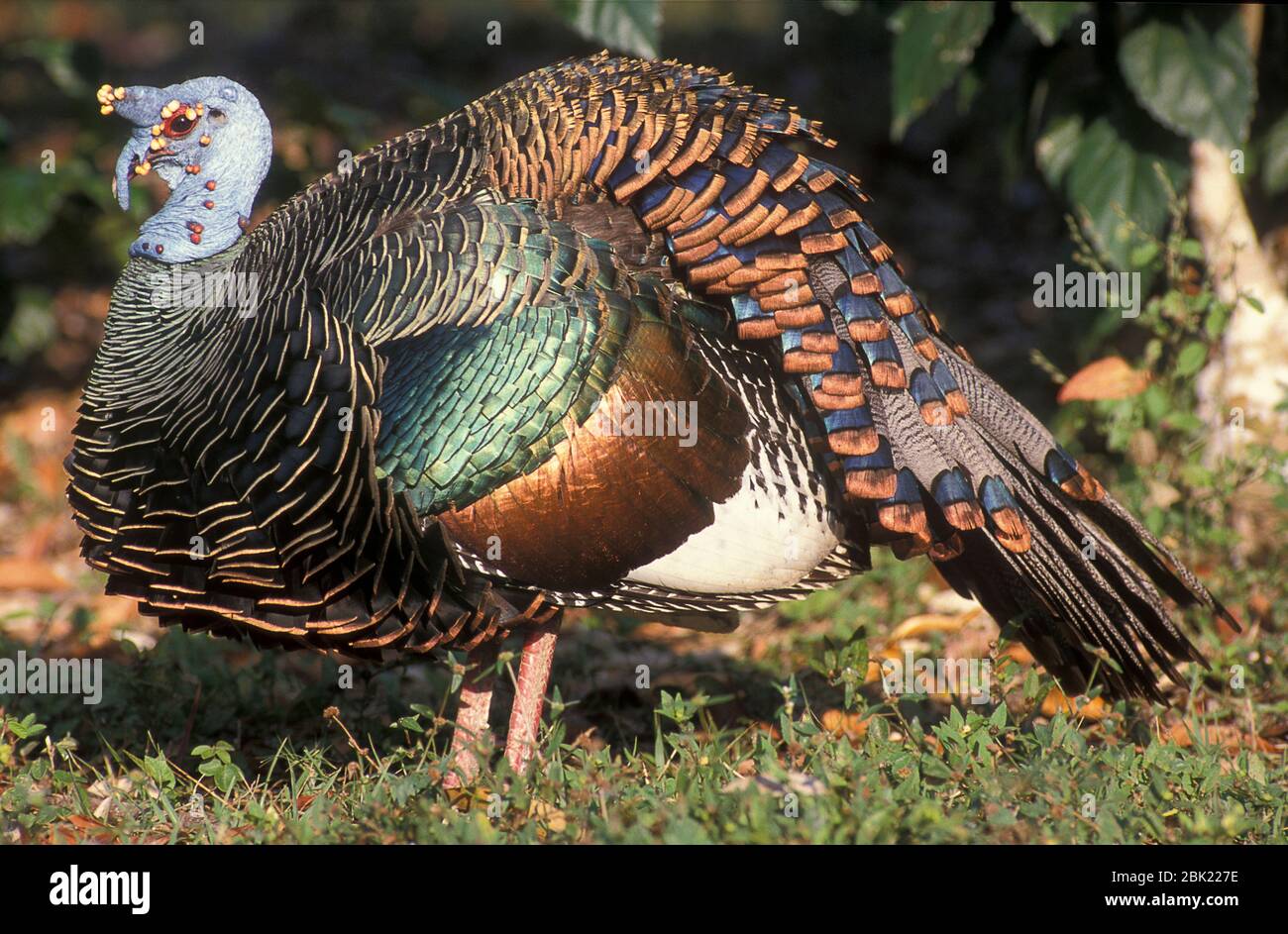 Ocellated Turkey, Agriocharis ocellata, Guatemala Stockfoto