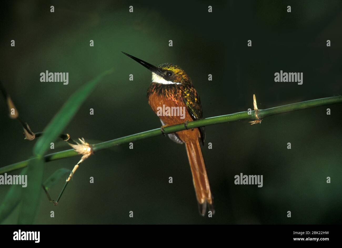 Rufous tailed Jacana, Galbula ruficauda melogenia, männlich, thront auf Ast, Trinidad, Stockfoto