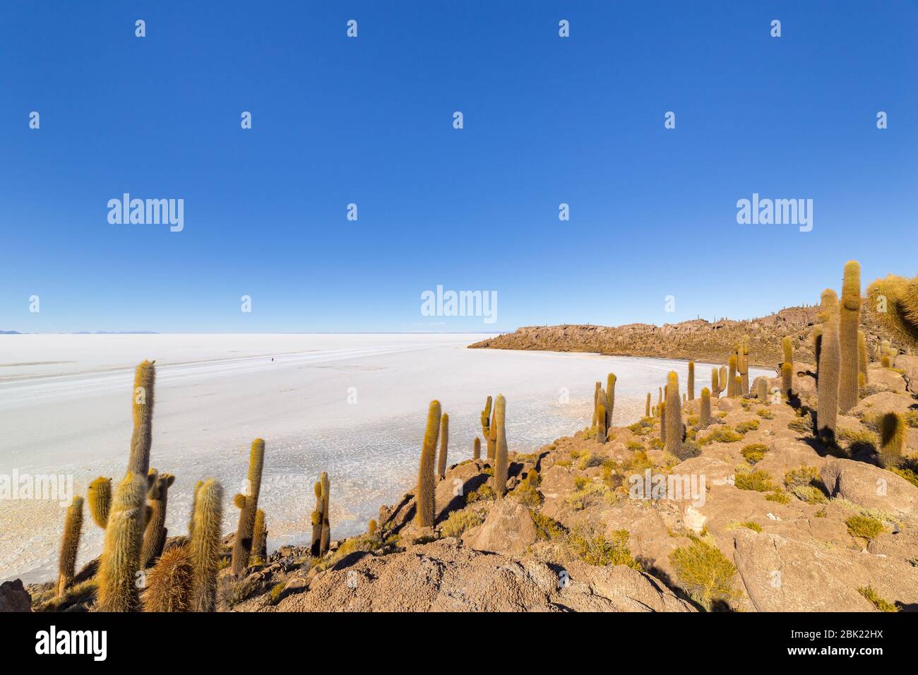 Incahuasi Insel (Kaktusinsel) auf Salar de Uyuni, der weltweit größten Salzfläche, in Bolivien Stockfoto