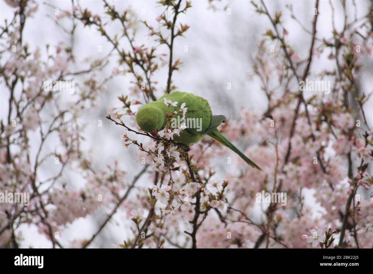 Grüner Sittich in Prunus Baum mit rosa Blättern Stockfoto
