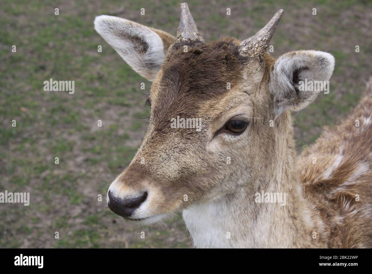 Hirsch Kopf aus nächster Nähe mit kleinen Hörnern Stockfoto