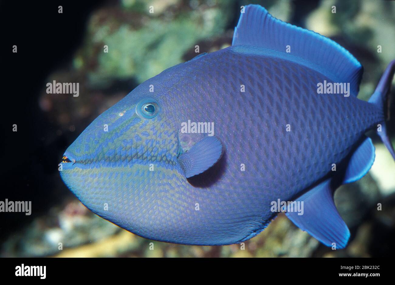 Blauer oder gewellter Triggerfisch, Pseudobalistes fuscus, gefangen Stockfoto