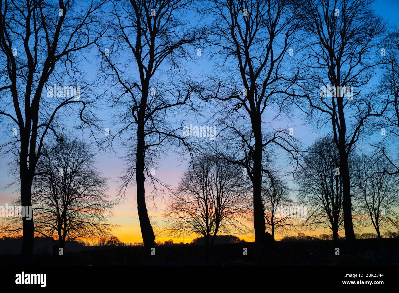 Silhouette Buchen in einem Friedhof in der Morgendämmerung. Kings Sutton, Northamptonshire, England. Silhouette Stockfoto