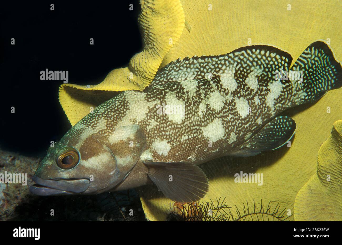 Gesprenkelte Fin Grouper, Epinephelus ongus, Lankayan, Sabah Borneo, Weißstreifenbarsch, auf Korallenriff Stockfoto