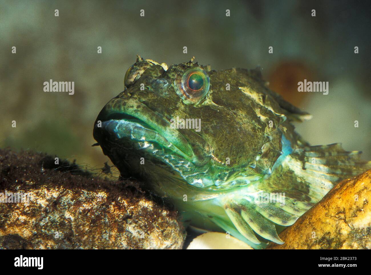 Kurz stacheliger Seescorpion, Myoxocephalus scorpius, gefangen, Nahaufnahme von Gesicht, Auge, Mund Stockfoto
