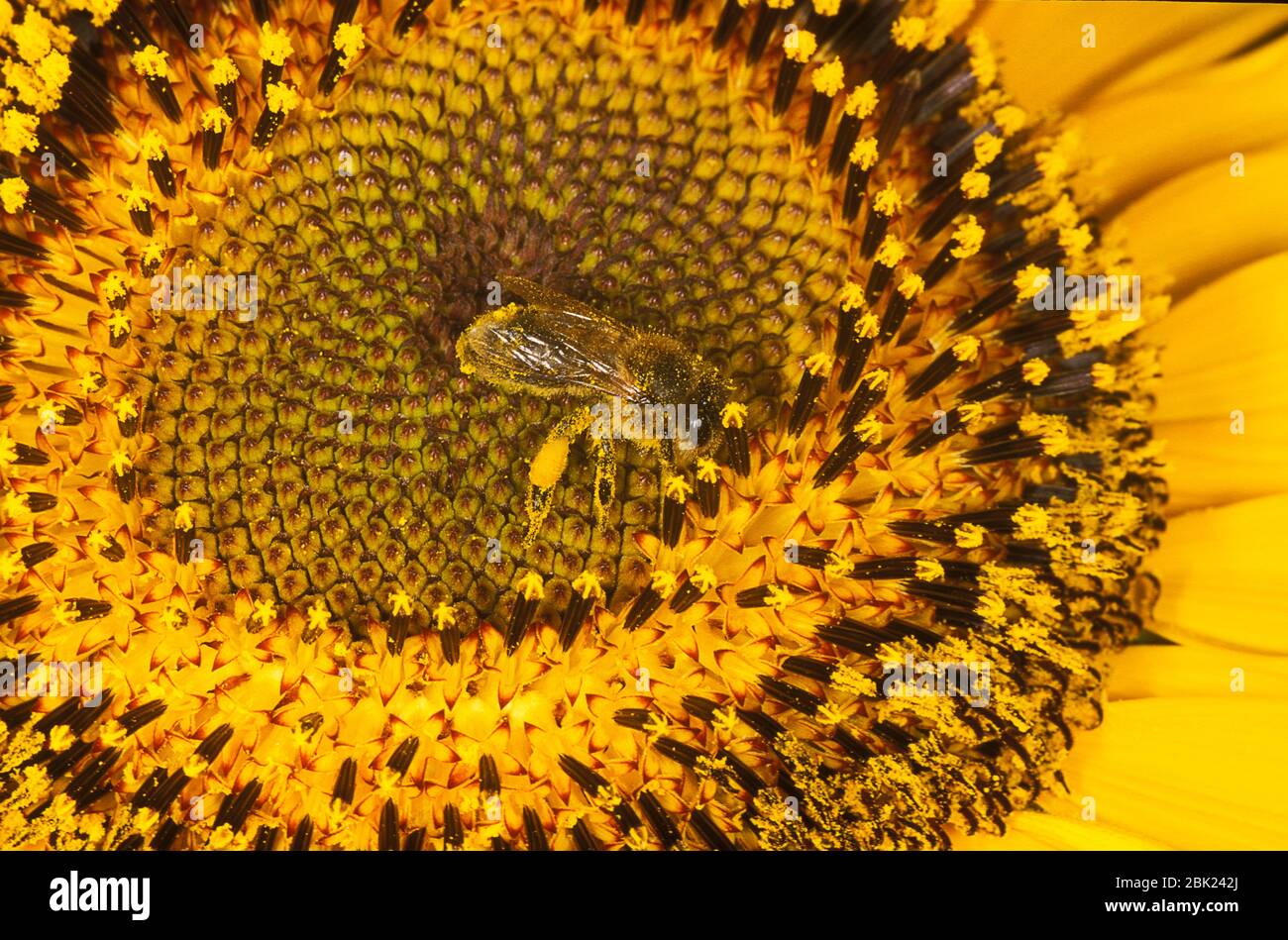 Honey Bee, APIs mellifera, UK, auf Sonnenblumenpflanze, die mit Pollen bedeckt ist Stockfoto