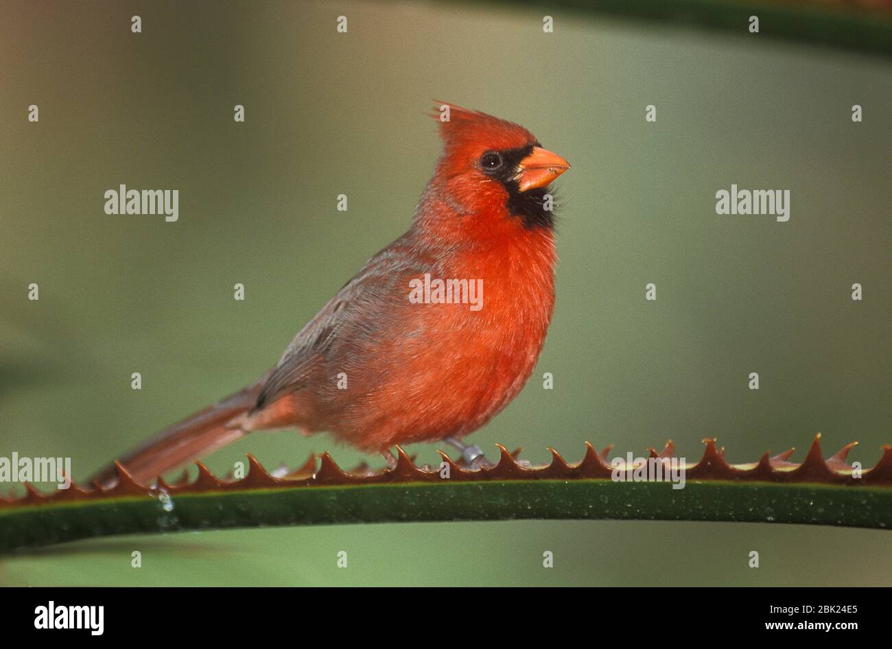 Northern Cardinal, Cardinalis cardinalis, USA, auf Ast gehockt, männlich Stockfoto