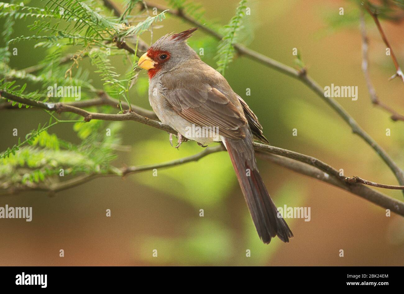 Northern Cardinal, Cardinalis cardinalis, USA, auf Ast gehockt, weiblich Stockfoto
