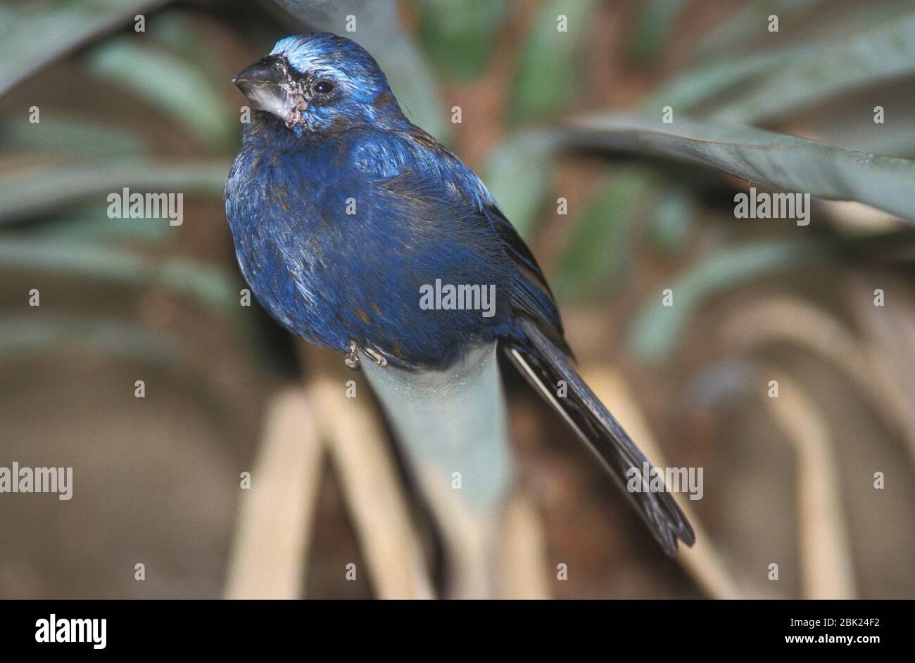 Ultra Marine Grosbeak, Cyanoccompsa brissonii, Mexiko, auf Ast thront Stockfoto