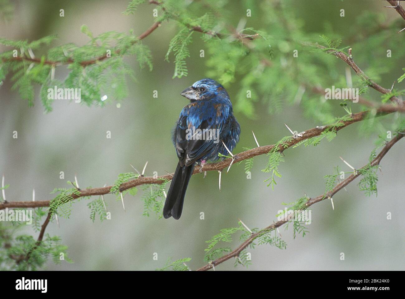 Ultra Marine Grosbeak, Cyanoccompsa brissonii, Mexiko, auf Ast thront Stockfoto