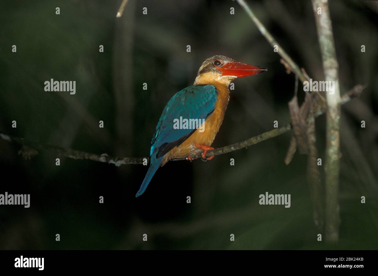 Storch abgerechnet Kingfisher, Pelargopsis capensis, Kinabantang River, Sabah, Borneo, auf Zweig in der Nacht gehockt Stockfoto