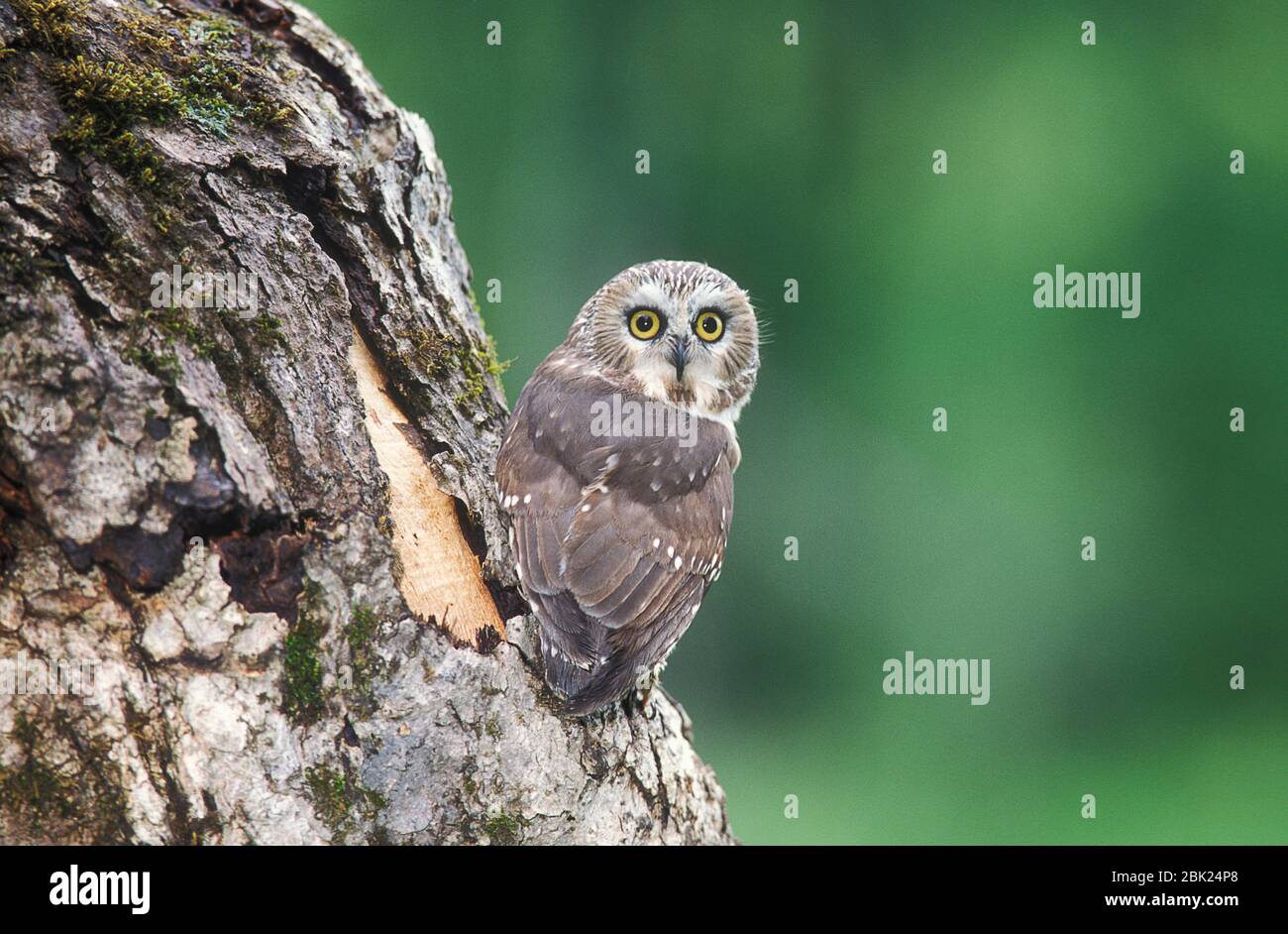 Nördliche Sägekauz, Aegolius acadicus, Minnesota, USA, kontrollierte Situation Stockfoto