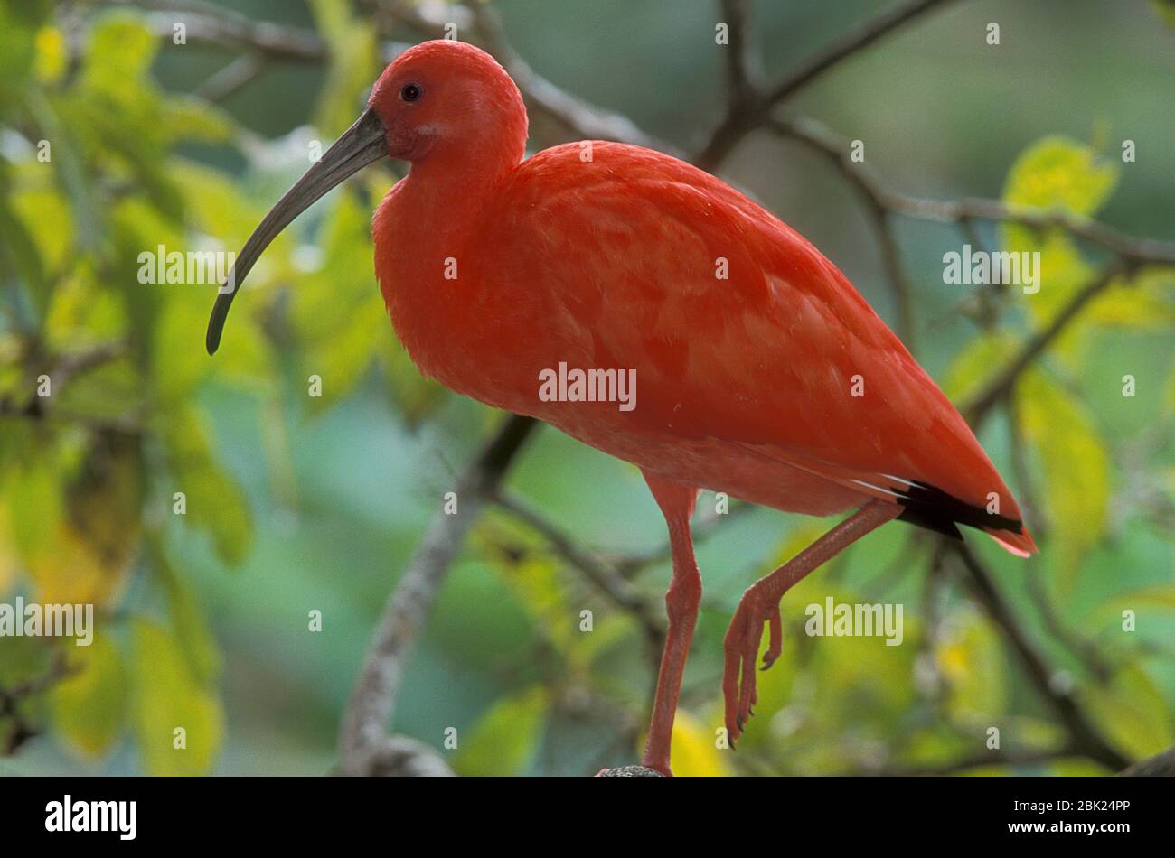 Scharlachrote Ibis, Eudocimus ruber, in der Lagune, Trinidad, gefährdet Stockfoto
