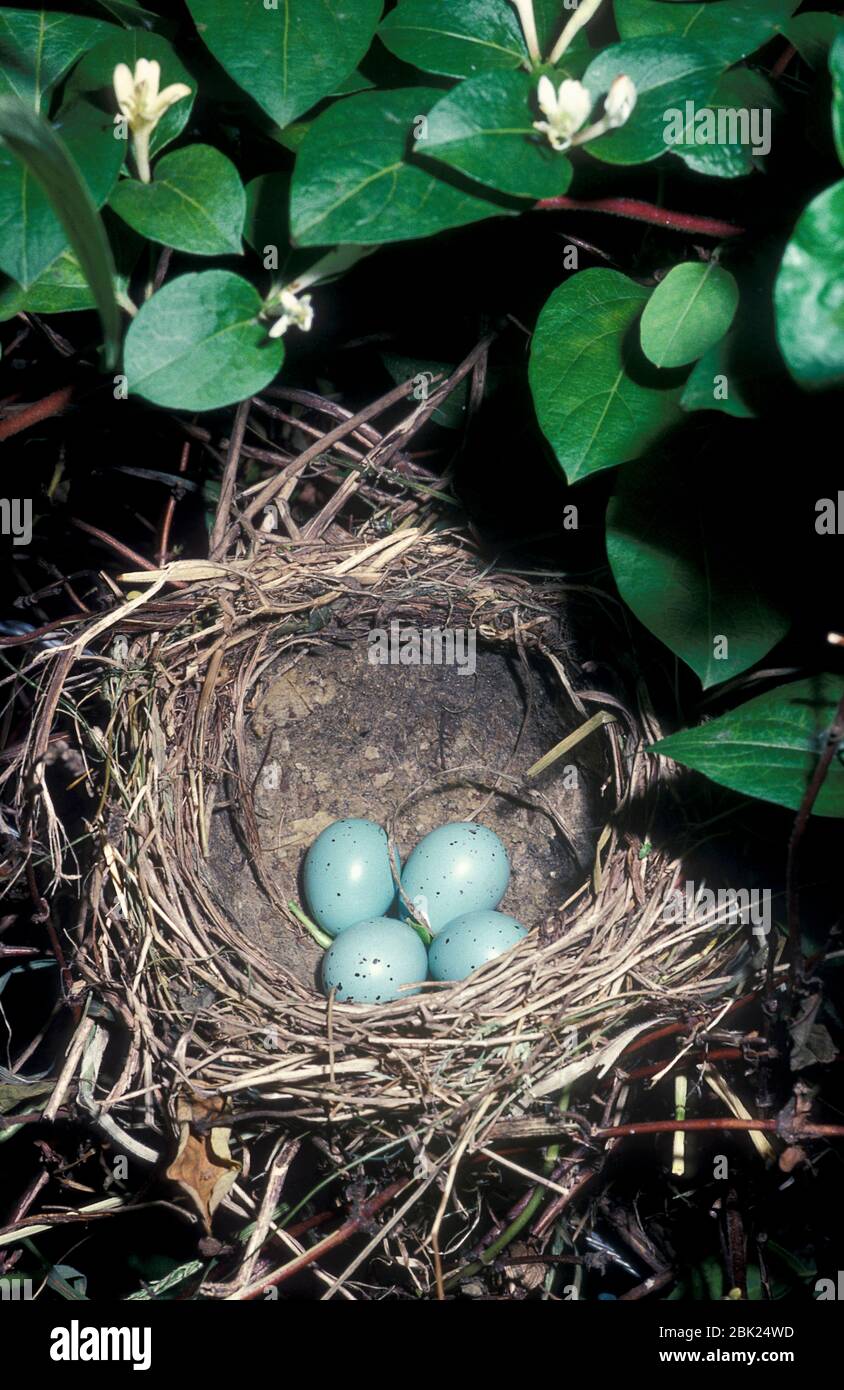 Song Thrush Eggs in Nest, Turdus philomelos, UK, Stockfoto