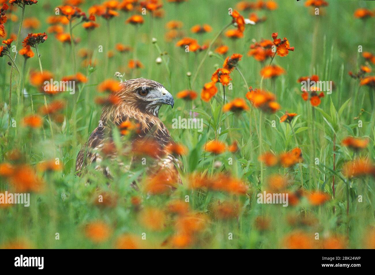Rotschwanzhals, Buteo jamaicensis, in Blumenwiese, Minnesota, USA, kontrollierte Situation Stockfoto