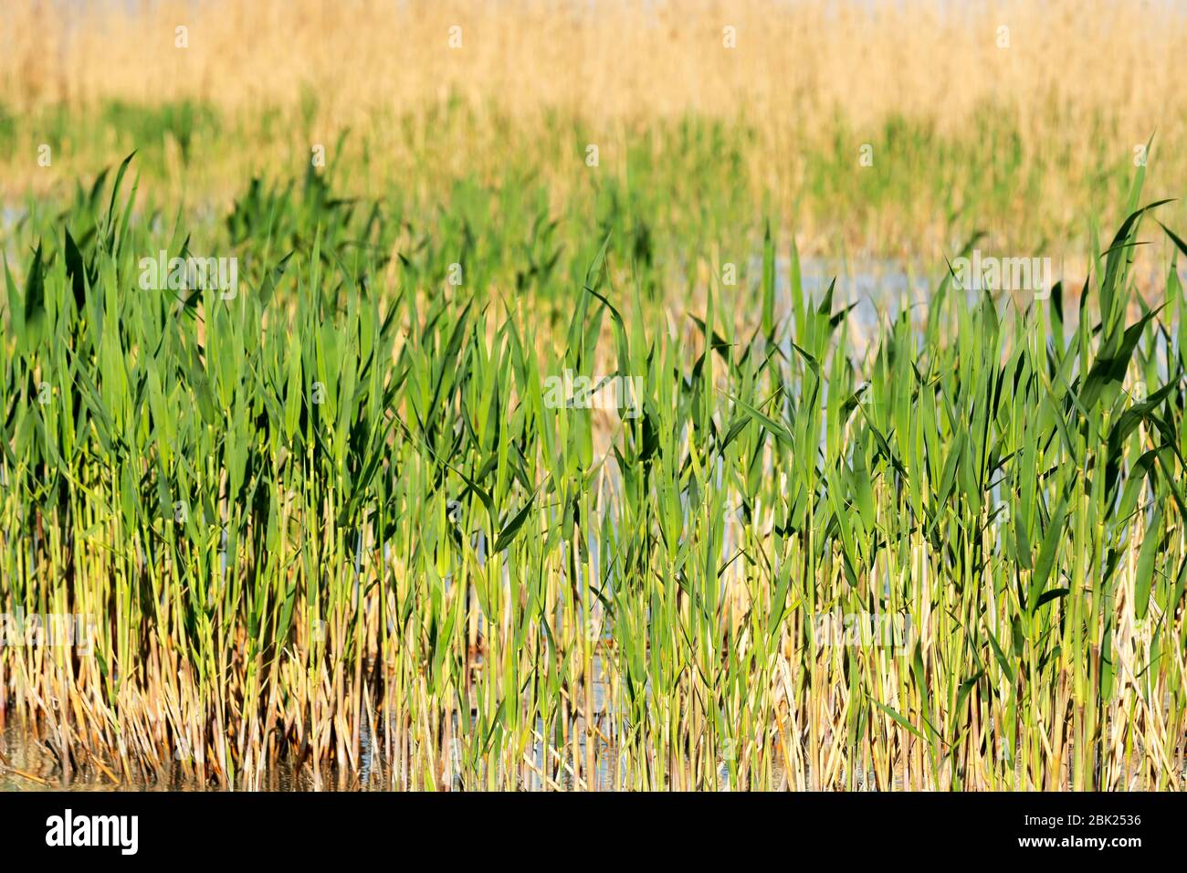 Landsanierung des Plattensees, Ungarn (selektiver Fokus) Stockfoto