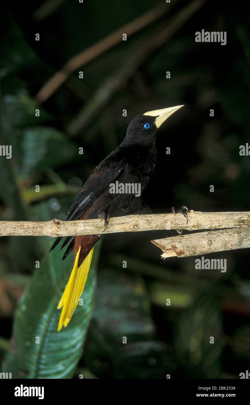 Crested Oropendola, Psarocolius decumanus, Trinidad, Stockfoto