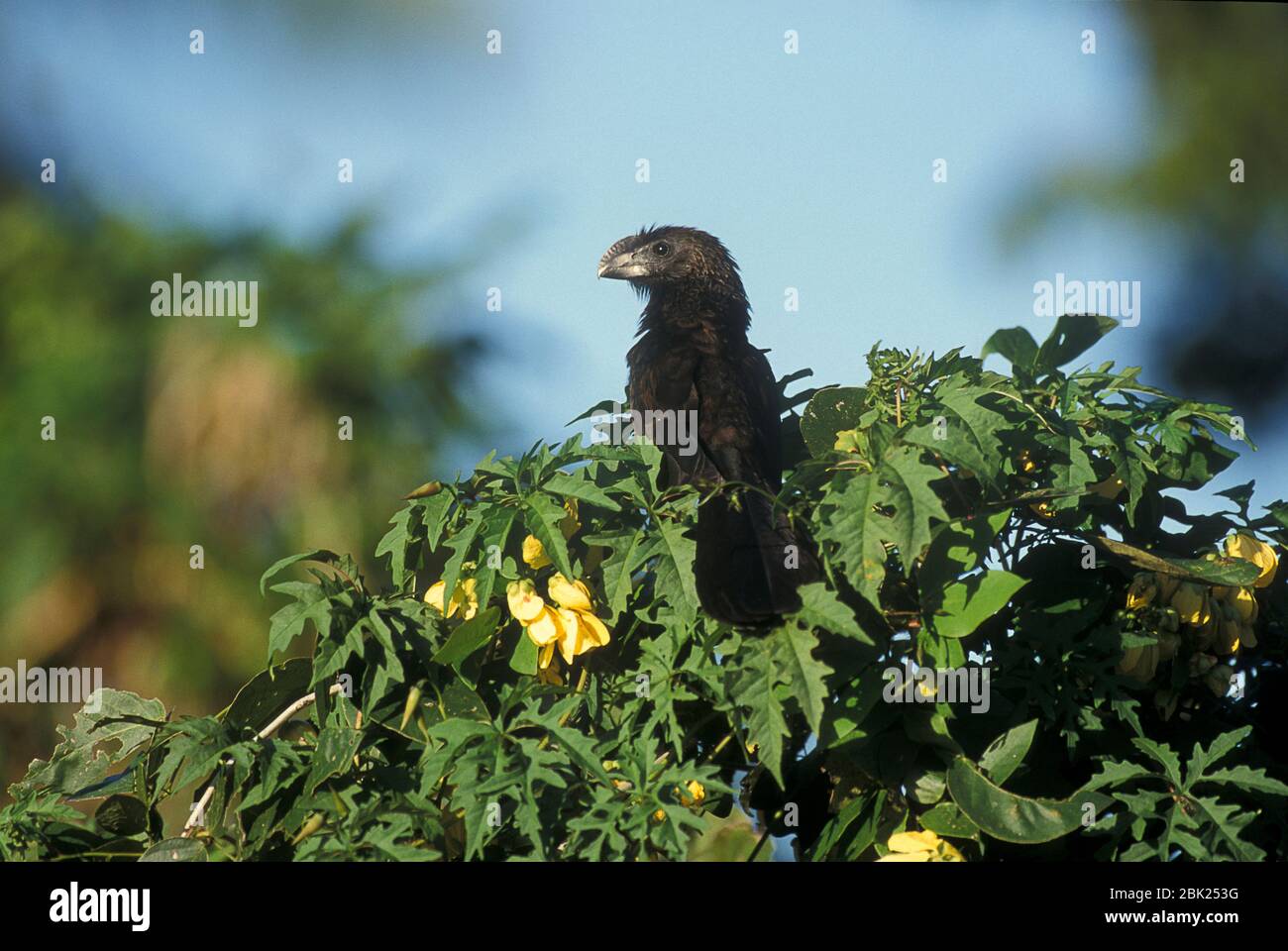 Glatt abgerechnet Ani, Crotophaga Ani, Trinidad, hoch auf Busch thront Stockfoto