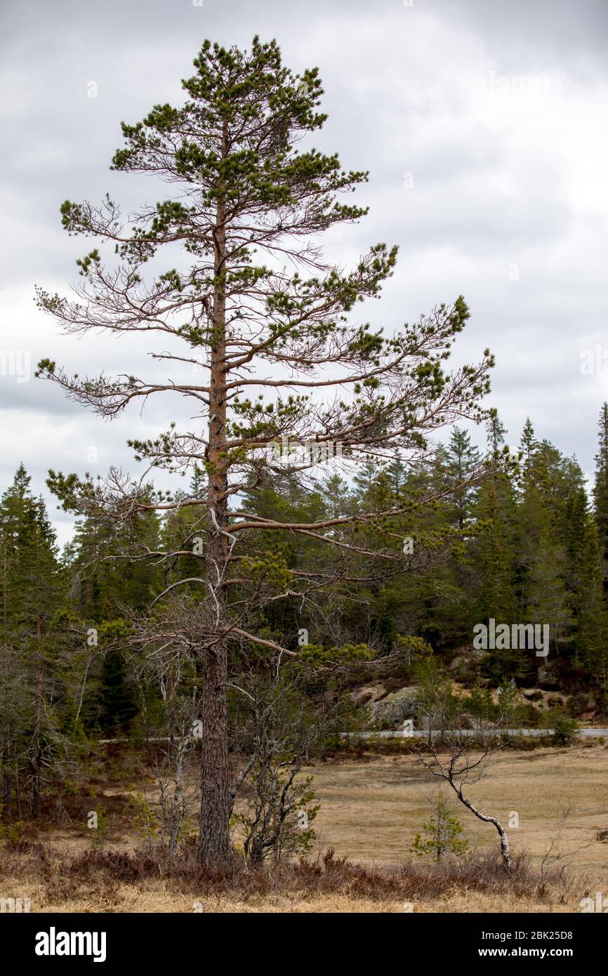 Kiefer - Pinus sylvestris - mit Anzeichen von Auerhahn Fütterung Darauf Stockfoto