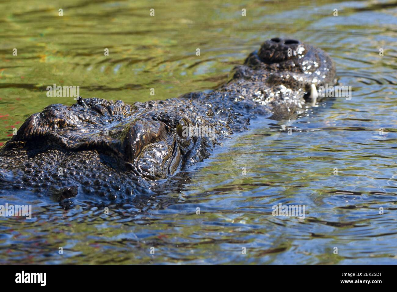 Nilkrokodil (Crocodylus niloticus) ist ein großes Krokodil, das in Süßwasserlebensräumen in Afrika nahe unter Wasser beheimatet ist. Stockfoto